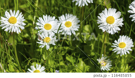 Wild daisy flowers growing in a meadow, white daisies on a background of green grass.  116485855
