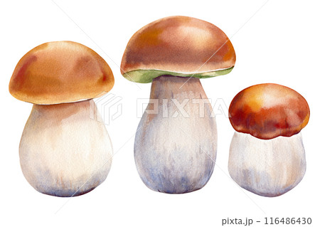 Mushrooms boletus clipart. Watercolor mushroom fall. Hand drawn mushroom design elements isolated on white background. Mushrooms boletus clipart. Watercolor mushroom fall. Hand drawn mushroom design elements isolated on white background. 116486430