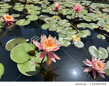 Flowering pink lotus closeup (Lat. - nymphaea caerulea) Flowering pink lotus closeup (Lat. - nymphaea caerulea) 116486548