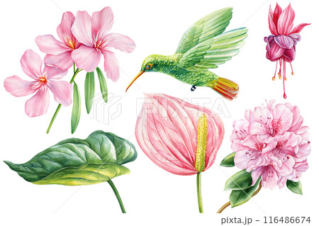 Tropical set hummingbird, rhododendron, pink flowers, palm leaves. Watercolor jungle flora hand drawn olated background Tropical set hummingbird, rhododendron, pink flowers, palm leaves. Watercolor jungle flora hand drawn olated background 116486674