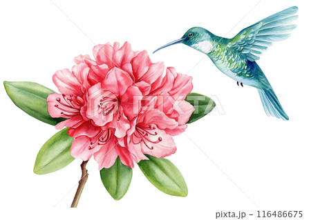 Tropical bird. Hummingbird, rhododendron flowers and leaves. Watercolor jungle flora hand drawn isolated background Tropical bird. Hummingbird, rhododendron flowers and leaves. Watercolor jungle flora hand drawn isolated background 116486675