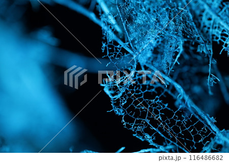 Texture of dried leaves on a black background, creepy, horror movie Texture of dried leaves on a black background, creepy, horror movie 116486682