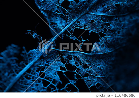 Texture of dried leaves on a black background, creepy, horror movie Texture of dried leaves on a black background, creepy, horror movie 116486686