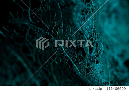 Texture of dried leaves on a black background, creepy, horror movie Texture of dried leaves on a black background, creepy, horror movie 116486690
