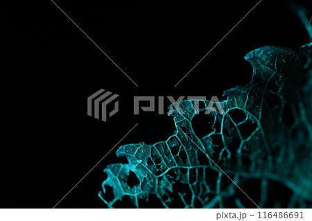 Texture of dried leaves on a black background, creepy, horror movie	 116486691