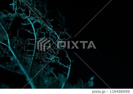 Texture of dried leaves on a black background, creepy, horror movie Texture of dried leaves on a black background, creepy, horror movie 116486699