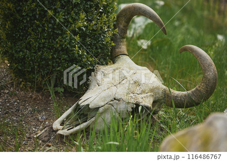 Old abandoned skull in grass. Scenery at Randers Tropical Zoo 116486767