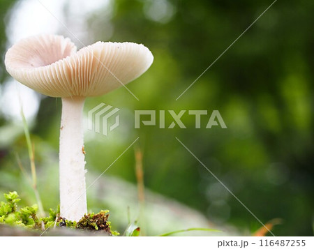 ベニタケ属のキノコの生態写真 116487255