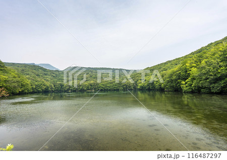 夏の蔦沼 早朝の蔦沼展望台からの風景 青森県十和田市 夏の蔦沼 早朝の蔦沼展望台からの風景 青森県十和田市 116487297