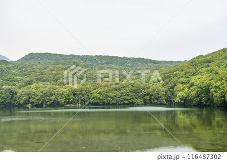 夏の蔦沼 早朝の蔦沼展望台からの風景 青森県十和田市 夏の蔦沼 早朝の蔦沼展望台からの風景 青森県十和田市 116487302