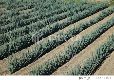 長ネギ畑 山形県庄内 長ネギ畑 山形県庄内 116487401