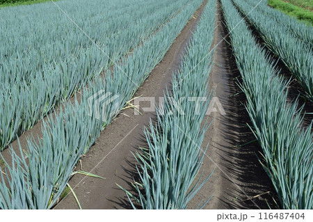 長ネギ畑 山形県庄内 長ネギ畑 山形県庄内 116487404