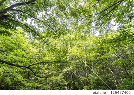 夏の奥入瀬渓流　木漏れ日　青森県十和田市 116487406