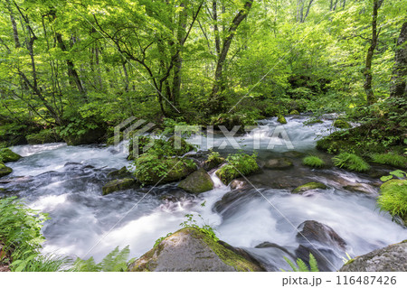 夏の奥入瀬渓流　石ヶ戸の瀬　青森県十和田市 116487426