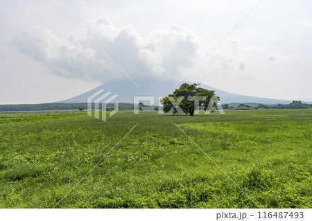 夏の青上坊牧野の一本桜　岩手県八幡平市 116487493