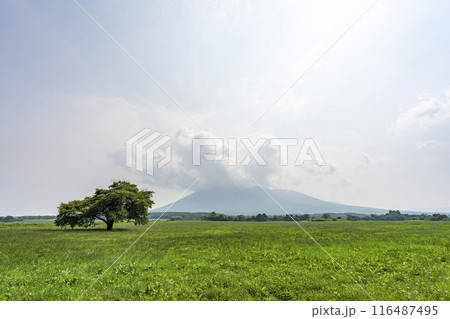 夏の青上坊牧野の一本桜　岩手県八幡平市 116487495