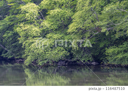 夏の蔦沼 早朝の蔦沼展望台からの風景 青森県十和田市 夏の蔦沼 早朝の蔦沼展望台からの風景 青森県十和田市 116487510