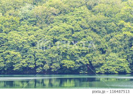夏の蔦沼　早朝の蔦沼展望台からの風景　青森県十和田市 116487513