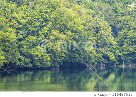 夏の蔦沼 早朝の蔦沼展望台からの風景 青森県十和田市 夏の蔦沼 早朝の蔦沼展望台からの風景 青森県十和田市 116487515
