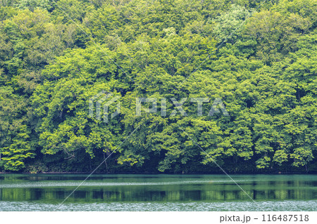 夏の蔦沼　早朝の蔦沼展望台からの風景　青森県十和田市 116487518