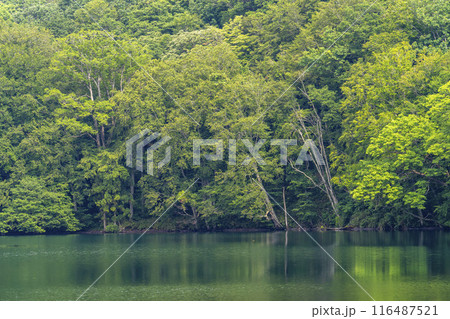 夏の蔦沼 早朝の蔦沼展望台からの風景 青森県十和田市 夏の蔦沼 早朝の蔦沼展望台からの風景 青森県十和田市 116487521