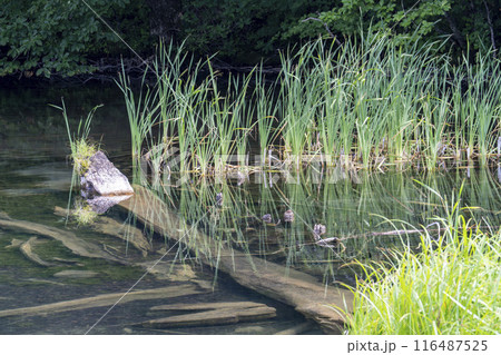 夏の蔦沼　早朝の蔦沼展望台からの風景　青森県十和田市 116487525