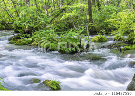 夏の奥入瀬渓流　三乱の流れ　青森県十和田市 116487550