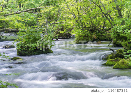 夏の奥入瀬渓流 三乱の流れ 青森県十和田市 夏の奥入瀬渓流 三乱の流れ 青森県十和田市 116487551