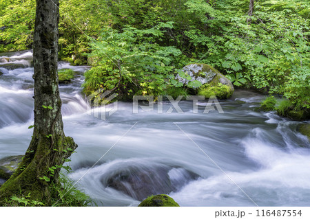 夏の奥入瀬渓流　三乱の流れ　青森県十和田市 116487554