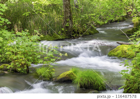 夏の奥入瀬渓流　三乱の流れ　青森県十和田市 116487578