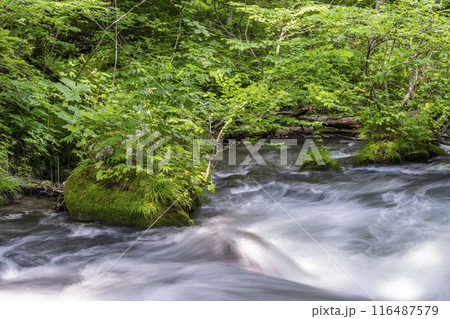 夏の奥入瀬渓流　三乱の流れ　青森県十和田市 116487579