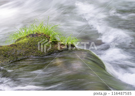 夏の奥入瀬渓流 三乱の流れ 青森県十和田市 夏の奥入瀬渓流 三乱の流れ 青森県十和田市 116487585