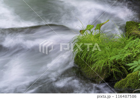 夏の奥入瀬渓流　三乱の流れ　青森県十和田市 116487586