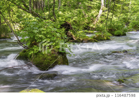 夏の奥入瀬渓流 三乱の流れ 青森県十和田市 夏の奥入瀬渓流 三乱の流れ 青森県十和田市 116487598