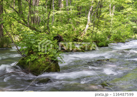 夏の奥入瀬渓流 三乱の流れ 青森県十和田市 夏の奥入瀬渓流 三乱の流れ 青森県十和田市 116487599