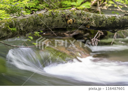 夏の奥入瀬渓流　三乱の流れ　青森県十和田市 116487601