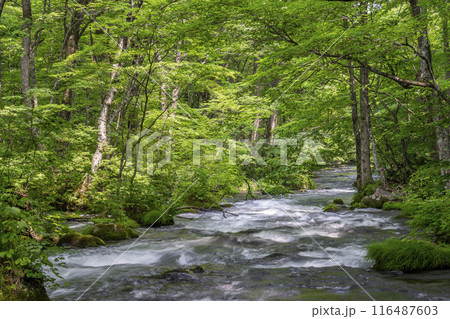 夏の奥入瀬渓流 三乱の流れ 青森県十和田市 夏の奥入瀬渓流 三乱の流れ 青森県十和田市 116487603