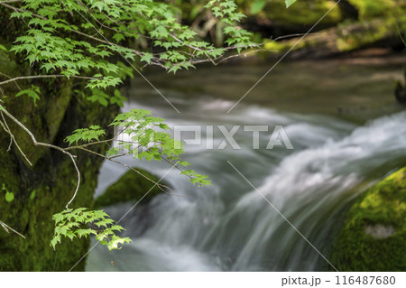 夏の奥入瀬渓流　石ヶ戸の瀬　青森県十和田市 116487680