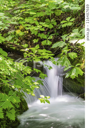 夏の奥入瀬渓流　石ヶ戸の瀬　青森県十和田市 116487689