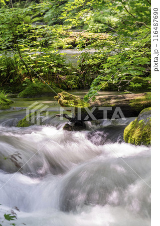 夏の奥入瀬渓流　石ヶ戸の瀬　青森県十和田市 116487690