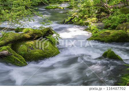 夏の奥入瀬渓流　石ヶ戸の瀬　青森県十和田市 116487702