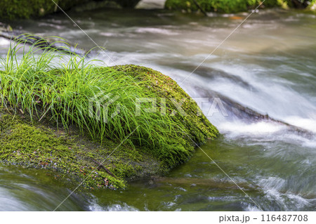 夏の奥入瀬渓流 石ヶ戸の瀬 青森県十和田市 夏の奥入瀬渓流 石ヶ戸の瀬 青森県十和田市 116487708
