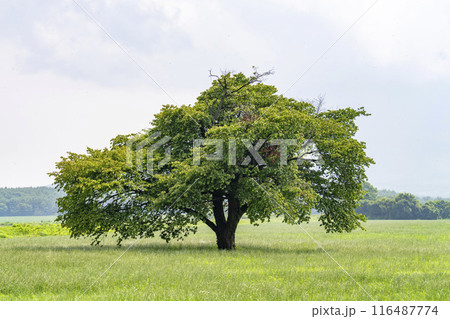 夏の青上坊牧野の一本桜　岩手県八幡平市 116487774