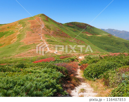 谷川連峰・仙ノ倉山方面から望む秋の平標山 116487853