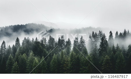 Misty Forest Landscape at Dawn Misty Forest Landscape at Dawn 116487917