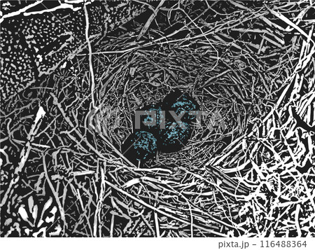 Nest with clutch of a small forest bird. Four eggs with blue, marbled color in the nest. 116488364