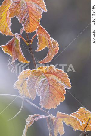 霜が降りた晩秋の朝　蒜山高原 116488466