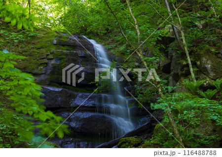 青森県十和田市の初夏　新緑の奥入瀬渓流　九段の滝 116488788