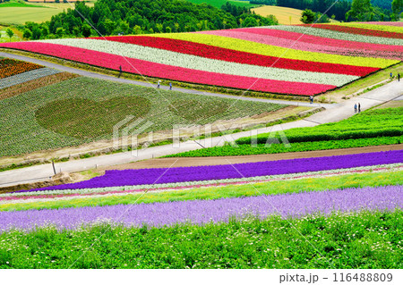 美しい花畑の丘2 116488809