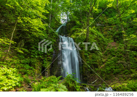 青森県十和田市の初夏 新緑の奥入瀬渓流 雲井の滝 青森県十和田市の初夏 新緑の奥入瀬渓流 雲井の滝 116489256